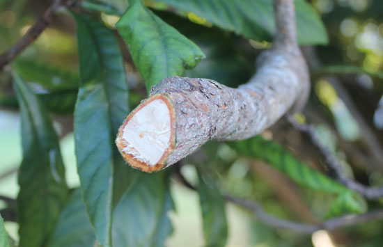 Branch after cut