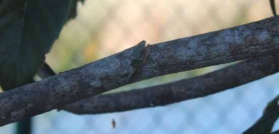 Limb cut tree