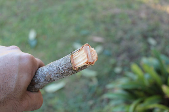 Lopped limb